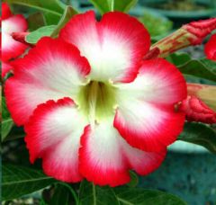 Adenium Obesum Big Chubbiness