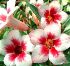 Adenium Obesum Bright Gem