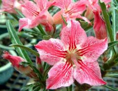 Adenium Obesum Dance of Butterfly