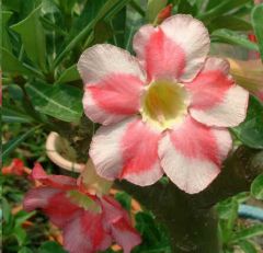Adenium Obesum Beauty Cloud