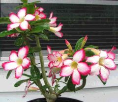 Adenium Obesum Noble Concubine