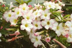 Adenium Obesum Focus