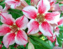 Adenium Obesum Love Affairs of Star