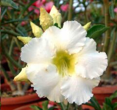 Adenium Obesum Arctic Snow