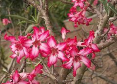 Desert Rose Seeds (Adenium Somalense Seeds) on Rarexoticseeds.com