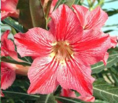 Adenium Obesum Star of Happiness