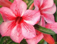 Adenium Obesum Star of Red Sparkles