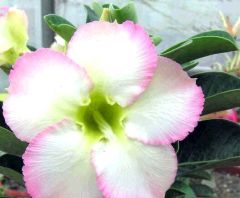 Adenium Obesum Super Perfume