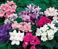 African Violet (Saintpaulia)