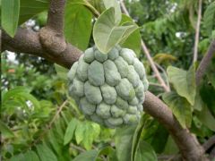Annona Squamosa (Sugar Apple, Sweetsop, Custard Apple)