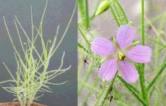 Byblis Filifolia (Rainbow Plant)