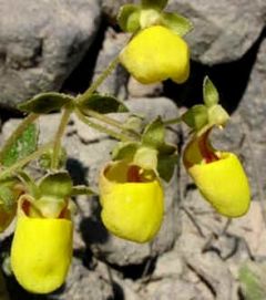 Slipperwort Flower - (Calceolaria Paralia)