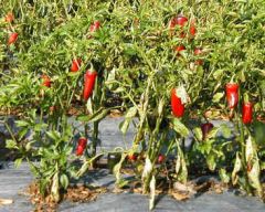 Capsicum Jalapeno (Capsicum Annuum)
