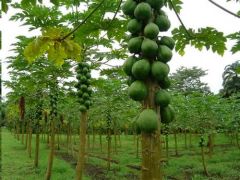 Carica Papaya (Pawpaw, Fruta Bomba, Lechosa, Milikana)