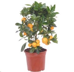 Citrus Mitis (Calamondin)