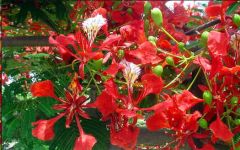Delonix Regia (Royal Poinciana, Flame Tree)