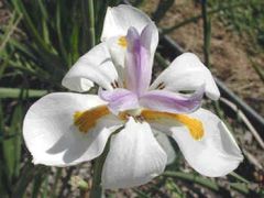 Dietes Iridioides (Dietes Vegeta)