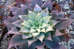 Dudleya
