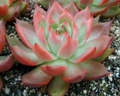 Echeveria