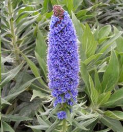 Echium Fastuosum (Pride of Madeira)