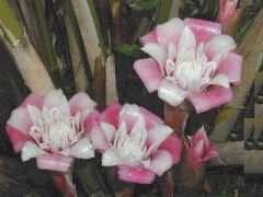 Etlingera Venusta (Malay Rose Torch Ginger)