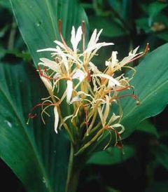 Hedychium Spicatum (Ginger)