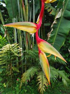 Heliconia Griggsiana