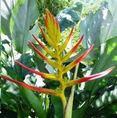 Heliconia Ligulata