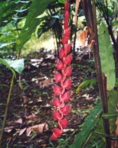 Heliconia Nigripraefixa