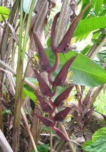 Heliconia Sclerotricha