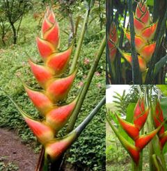 Heliconia Wagneriana (Rainbow Heliconia)