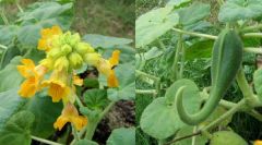 Ibicella Lutea (Devil's Claws)