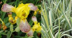 Iris Variegata Hybrids Mix