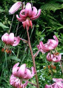 Lilium Martagon Purple Mix (Lily Martagon)