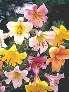 Lilium Trumpet and Aurelian Mix (Lily Trumpet and Aurelian)