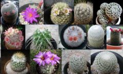 Mammillaria Mix