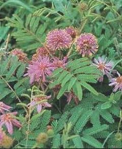 Mimosa Rupertiana (Eastern Sensitive Plant)