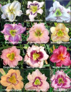 Daylily Tetraploid Seeds Hybrids Mix