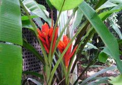 Musa Coccinea (Scarlet Banana tree)