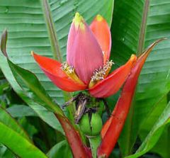 Graines Musa Laterita (Graines Bananier d'Ornement)