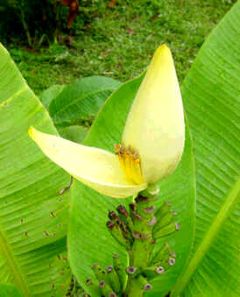 Musa Siamensis (Yellow Banana)