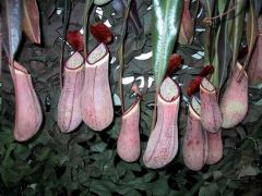 Nepenthes Albomarginata
