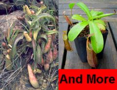 Nepenthes Mix (Lowland and Highland Nepenthes)