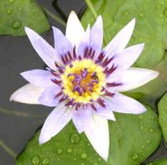 Nymphaea Colorata White (White Pigmy Water Lily)