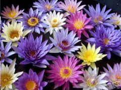 Graines Nymphaea (En Mélange) (Blanc, Bleu, Jaune, Mauve, Rose)