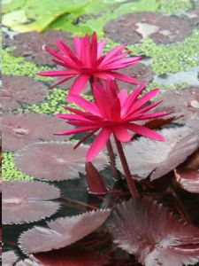 Day Blooming Water Lily Seeds (Nymphaea Red Seeds) on Rarexoticseeds.com