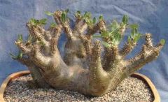 Pachypodium Horombense