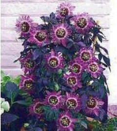 Passiflora Panama Red