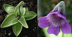 Pinguicula Vulgaris (Common Butterwort, Steepgrass, Valentine's Flower)