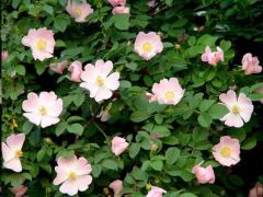Rosa Canina (Wild Rose, Dog Rose)
